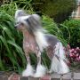 Jewels N Puffin Color Me Bad Chinese Crested