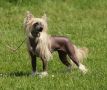 Panna Cotta Sasima Fci Chinese Crested