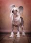 Imperatorskiy Kapriz Valensiya Vip Viva Chinese Crested