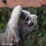 Twice as Nice Whiskey in the Jar Chinese Crested