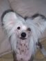 Hairicane Fortune Cookie Chinese Crested