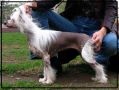 Moonswift Lucy In The Sky Chinese Crested