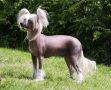 Rimabra's Go Go Gabana Chinese Crested