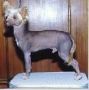 Gingery's Lightening Chinese Crested