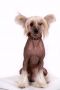 Zlato Volmari Wally Chinese Crested