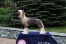 Incanto Del Mondo Coco Chanel Chinese Crested
