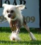 Rosengrdens Moon Star Chinese Crested