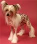Zholesk Avgustin Chinese Crested