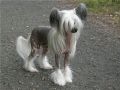 Barry Bariole Chinese Crested