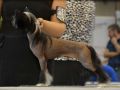 Magic of Success Word Dream Chinese Crested