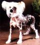 Goldenberry Punching Ball - DOM Chinese Crested