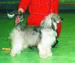 Russkiy Samurai Yasmina Chinese Crested