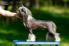Moon Harbour Ralf Chinese Crested
