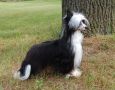 Crestyle Above The Crow PP Chinese Crested