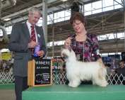GCH Dam of Merrit Sondrarose LeatherNLace of Kylin DOM Clear/Normal