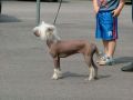 Sand N Sea's Eleanor Rigby Chinese Crested