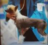 Gch. Ch. David Ortiz By Jove Chinese Crested