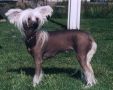 Secret Line's Licence To Love Chinese Crested