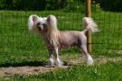 Tapi-Tapi My Little Baby Chinese Crested