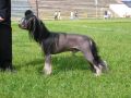 Vivat Sanraiz Chois of Gots Chinese Crested
