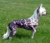 Friaborgs Cleopatra Chinese Crested