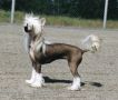 Bedlam Fast Love Chinese Crested