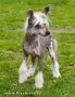 Gallaktik Demir Lasker Loyd Chinese Crested