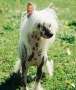 Bourne to Boogie by Jove Chinese Crested