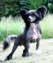 Twice as Nice Midnight Special Chinese Crested