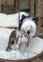 Kranar Nordic West Chinese Crested
