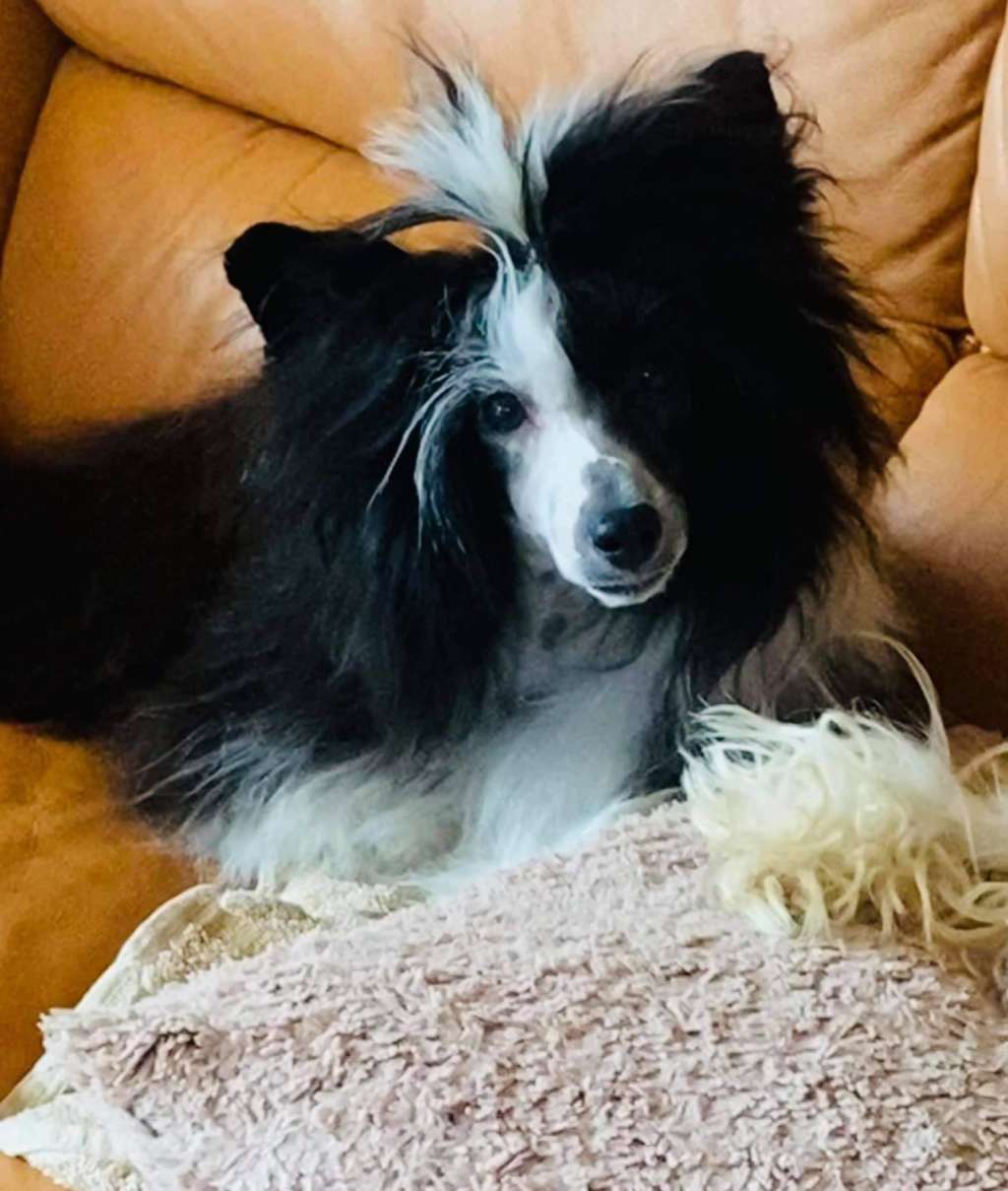 Lola Planet Of Dream