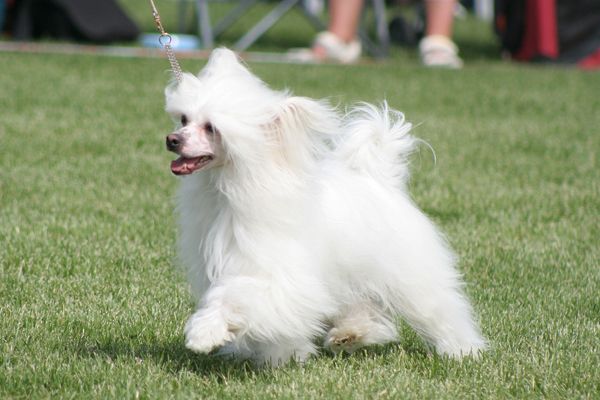 Sun Dan Victim Of Love