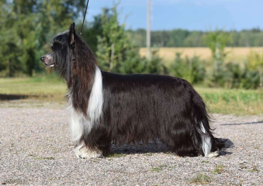 Royalette's Fortune Favours The Bold