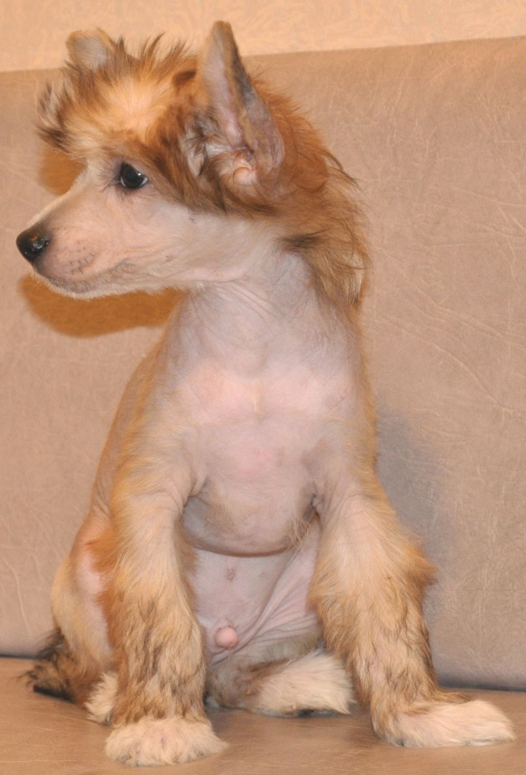 SHeridan Dzhordani Gold