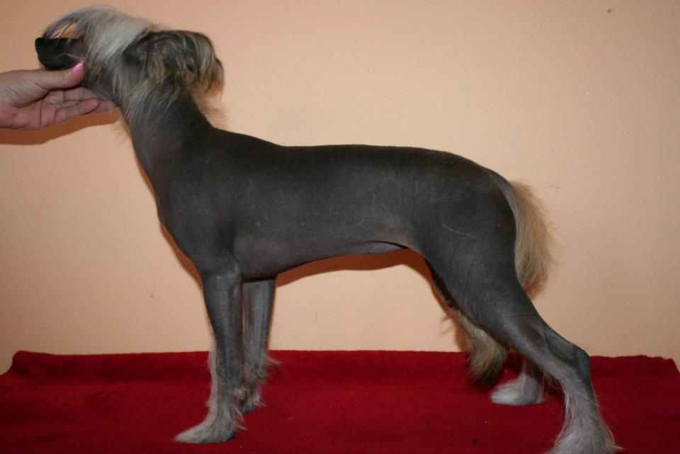 Deborah, a Star from Heaven de Fageiro