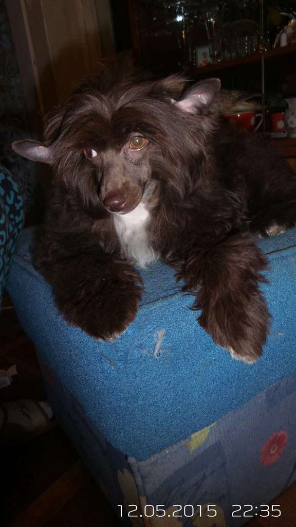 Shlyahetski Gonar Amelia