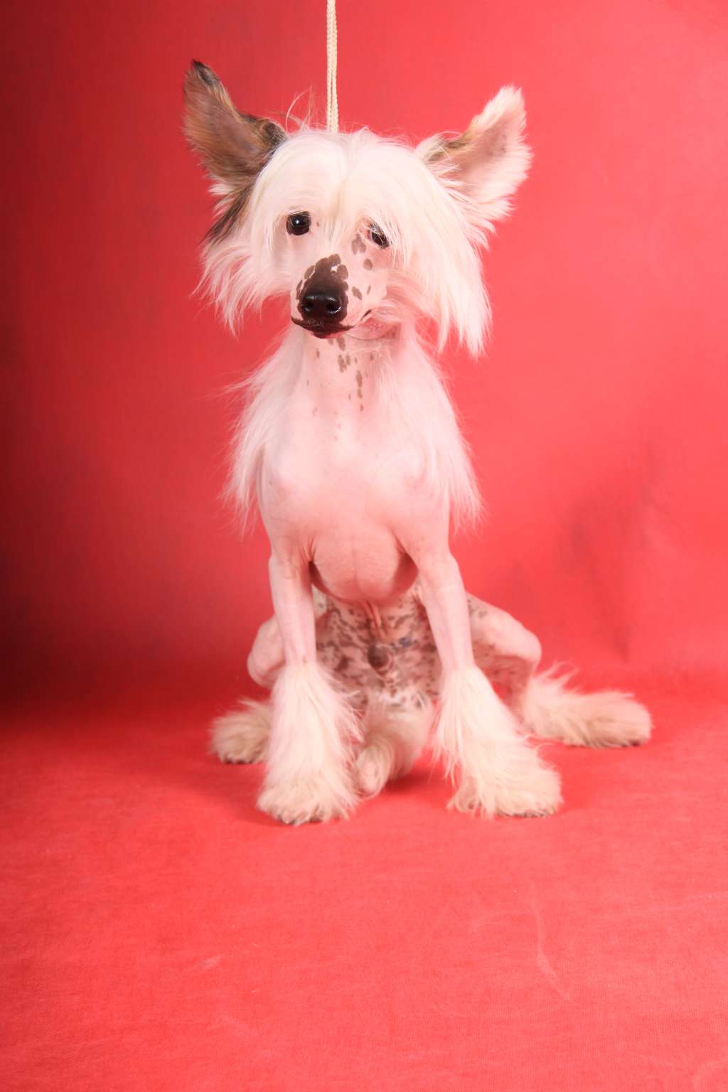 Dogland Happy Onward March