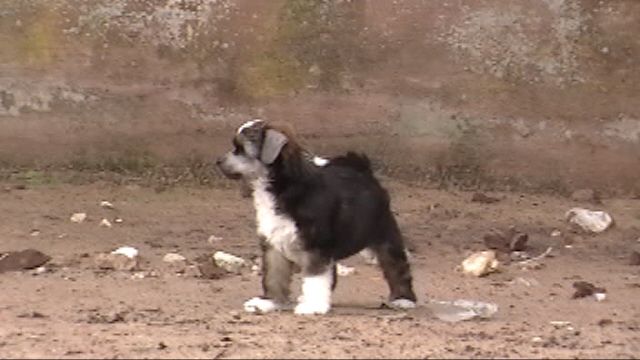 Echo's Time Will Tell