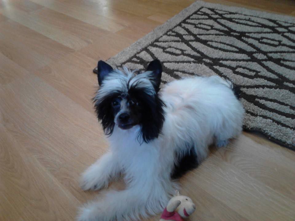 Breezy Meadows Tuxedo Jaxs