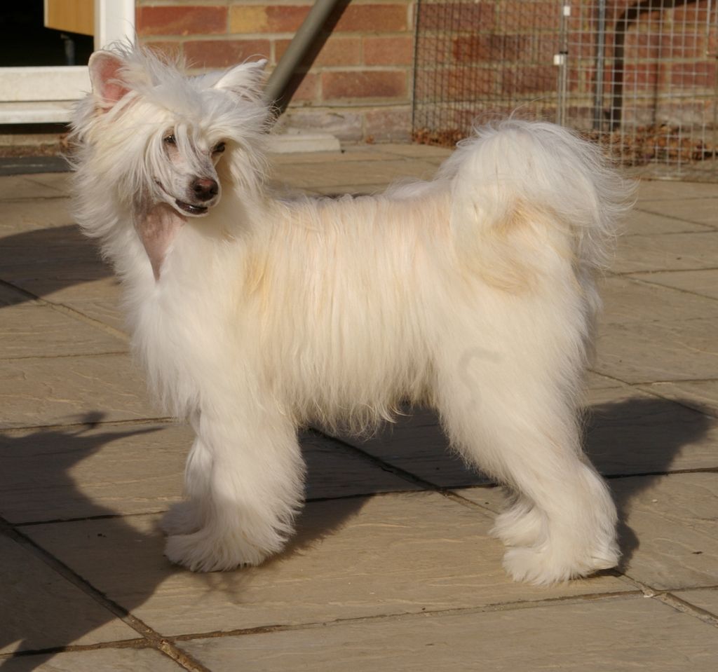 Leibwache Kissed By An Angel