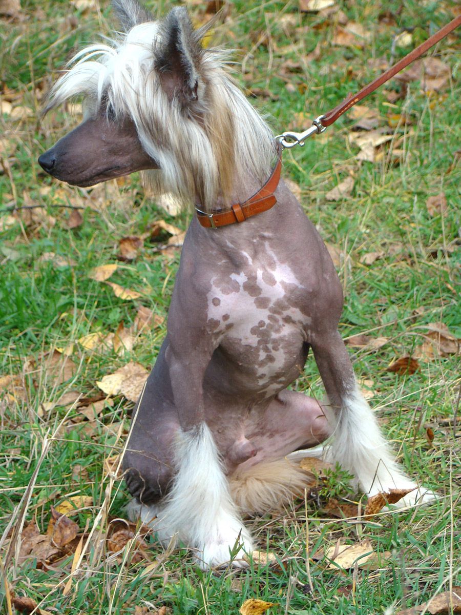 Kristal Yaniry  Riesling