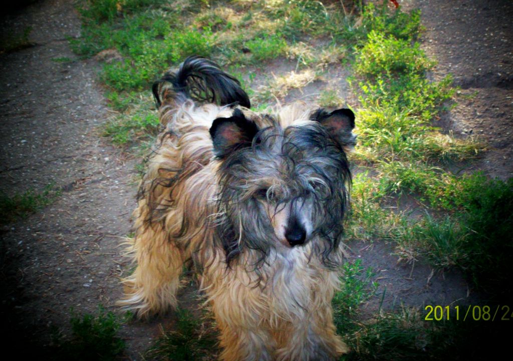 Puha - Luxus Porcelán Derü Díva