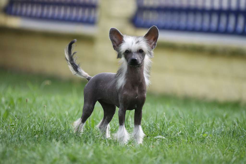 Xcuse My Cuteness Princes de la Roses