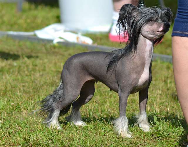 Crestwood Rabbit From The Hat