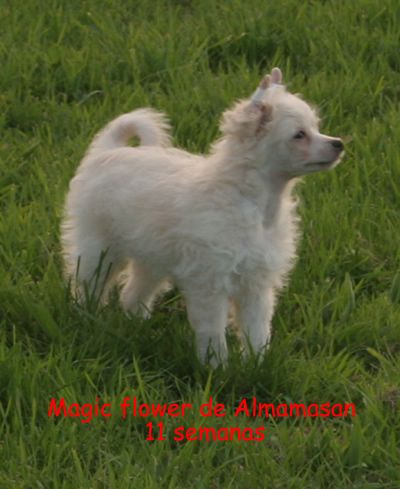 Magic flower de Almamasan