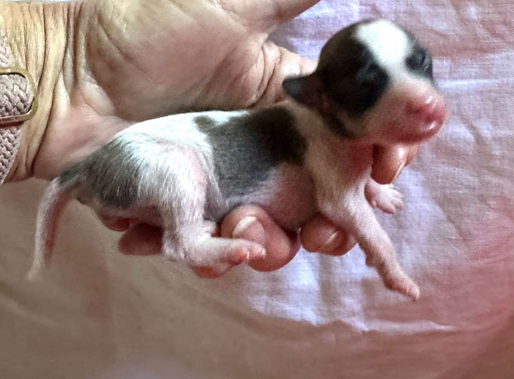 Zhilany von Shinbashi