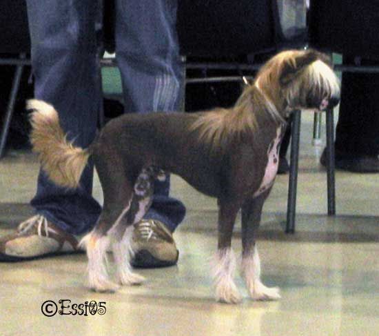 Kaunisvirran Ken'Ichi