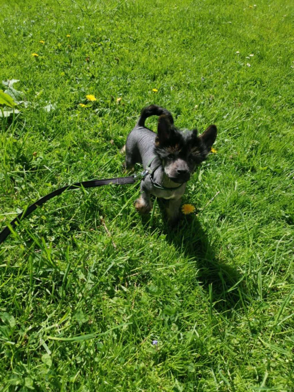 Ursius z Pulnocního dvora