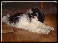 Mini-Crest Prince Harley 