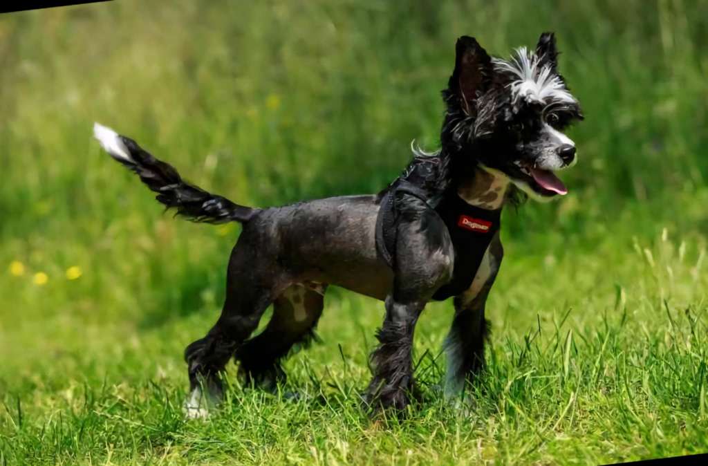 Tournais Do Your Thang